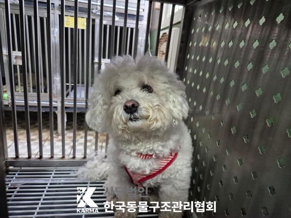 종료(반환) 비숑 …